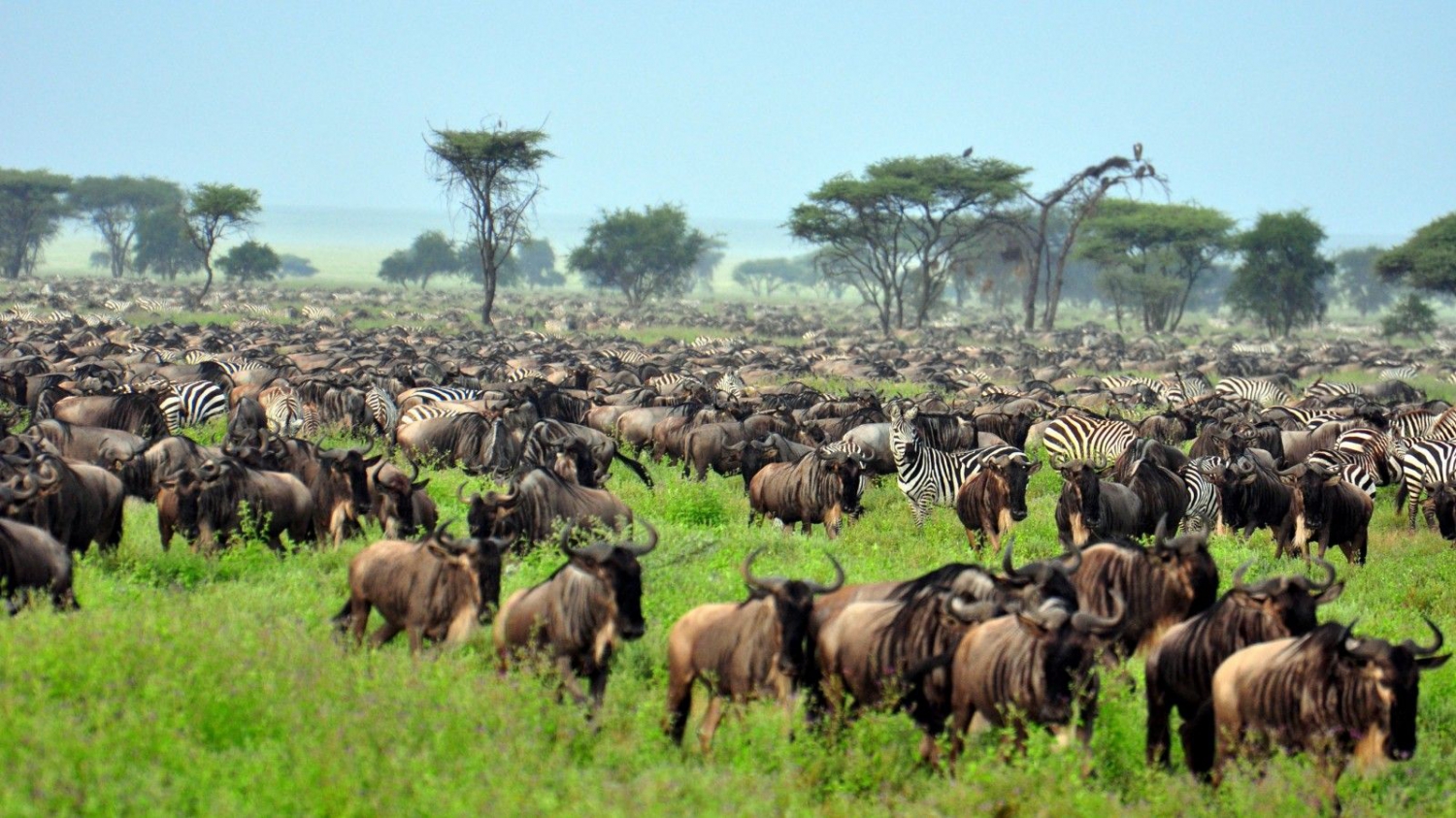 Serengeti National Park migration season