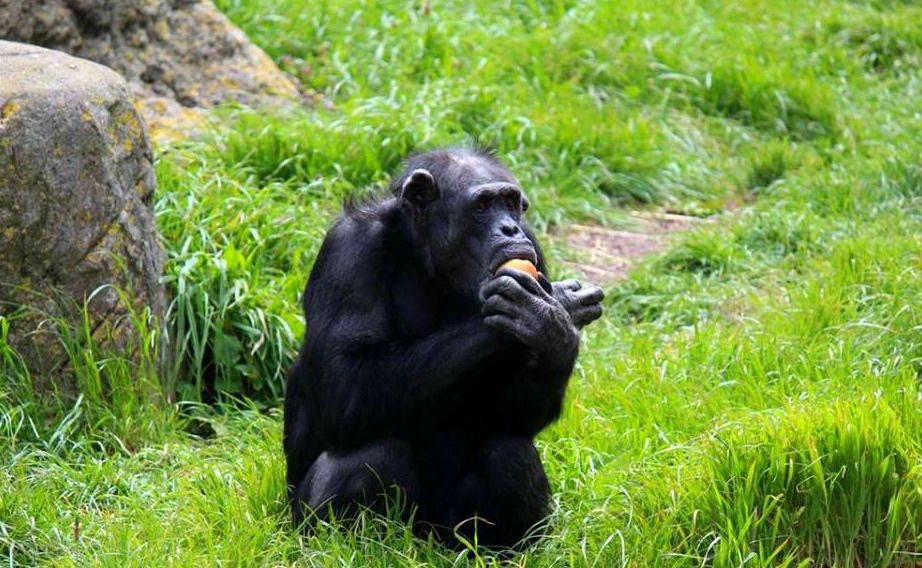 Chimpanzee, Photo Wellington Zoo