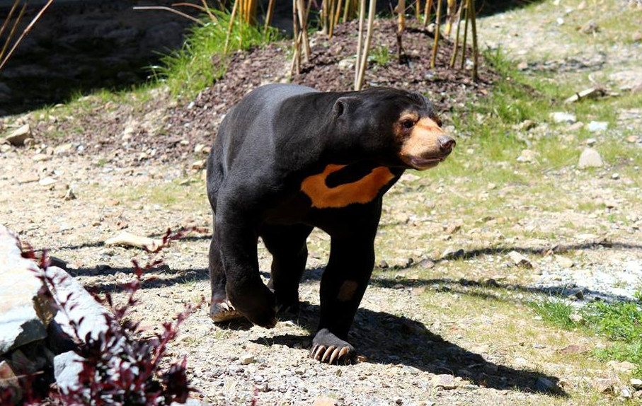 Sun Bear, Photo Wellington Zoo