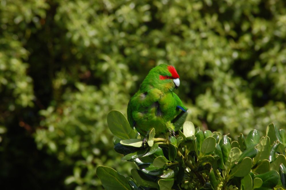 The Birdlife of Maitu Somes Island (Credit - Deniece Arthurton)
